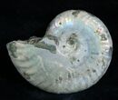 Inch Silver Iridescent Ammonite From Madagascar #1968-1